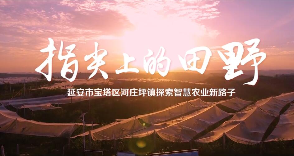 指尖上的田野