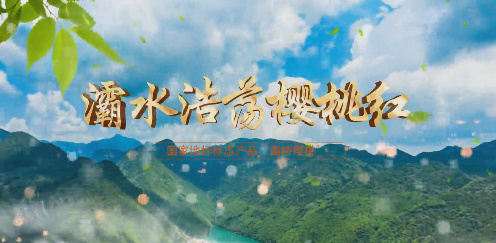 灞水浩荡樱桃红