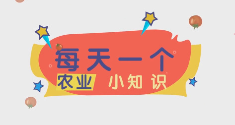 华州西红柿种植篇8