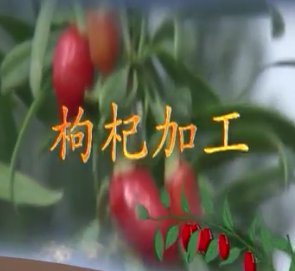 枸杞加工