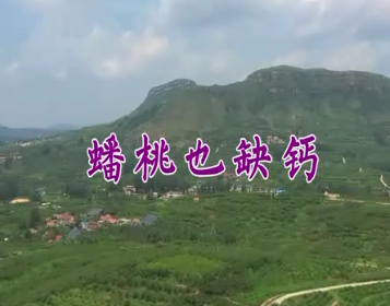 蟠桃也缺钙