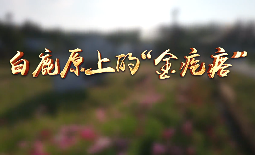 白鹿原上的“金疙瘩”