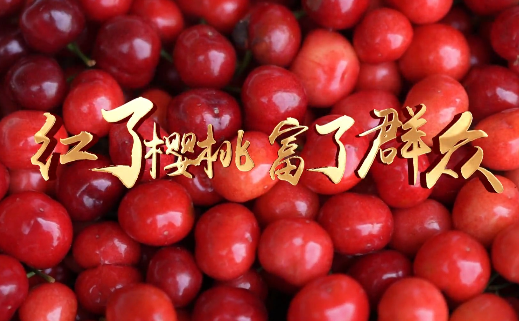 红了樱桃 富了群众