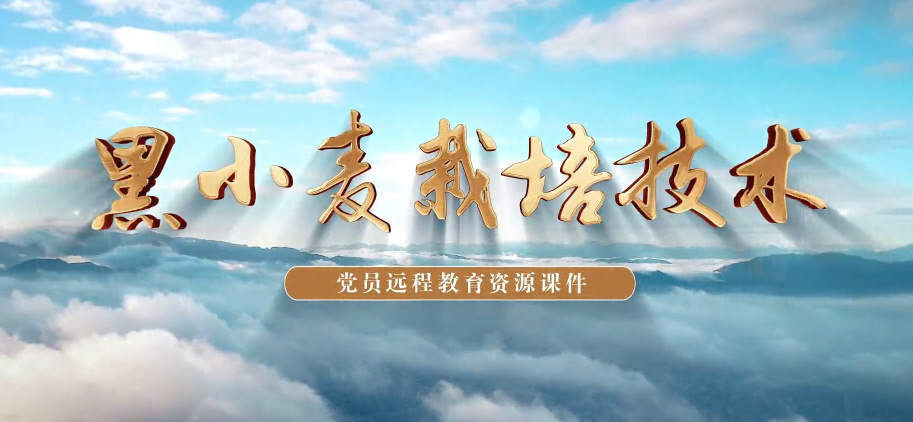 黑小麦栽培技术