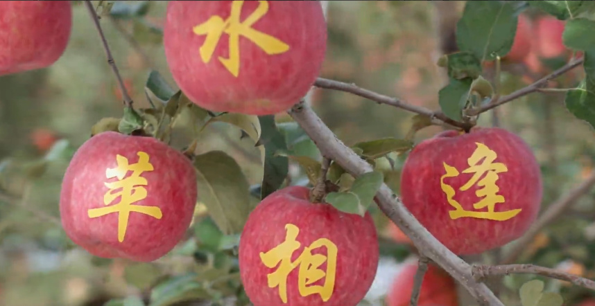 “苹·水”相逢 养身滋味