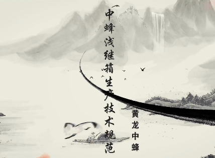 黄龙中蜂浅继箱生产成熟...