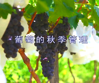 葡萄秋季管理