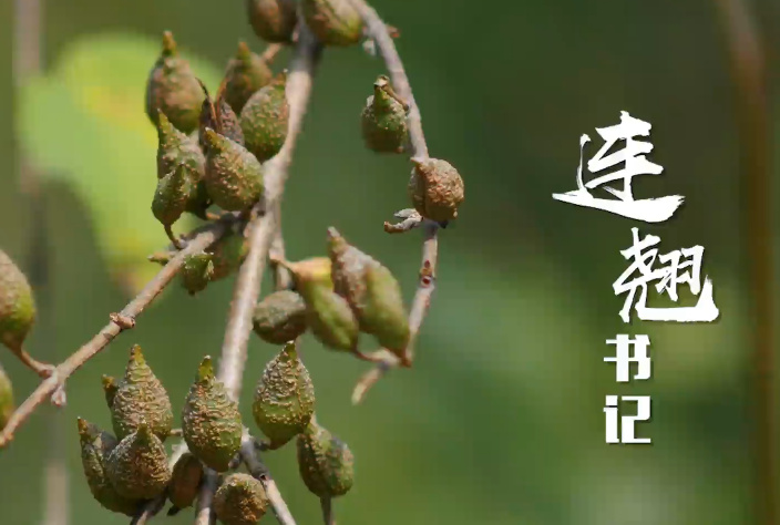 连翘书记