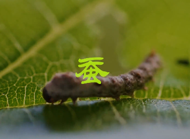 蚕
