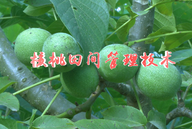 核桃田间管理技术