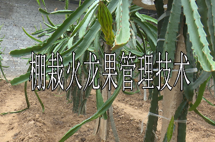 火龙果花果期管理技术