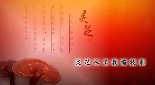 灵芝栽培技术