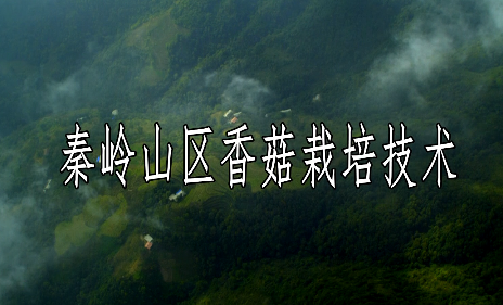 秦岭山区香菇栽培技术
