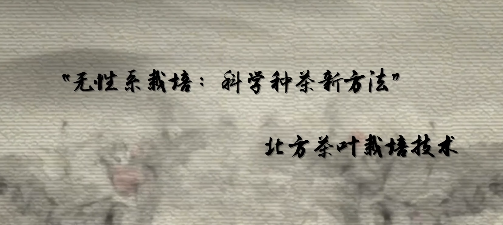 无性系栽培科学种茶新方式
