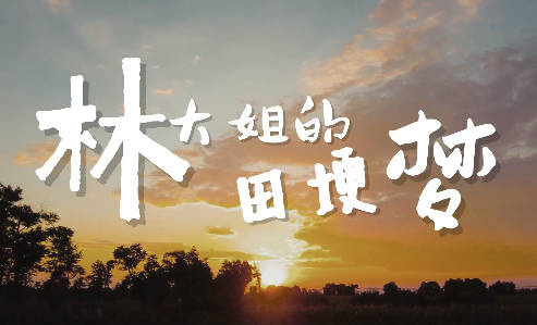 林大姐的田埂梦7