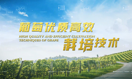 葡萄优质高效栽培技术10